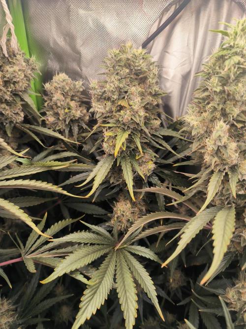 Brokolice eternity. Week 15