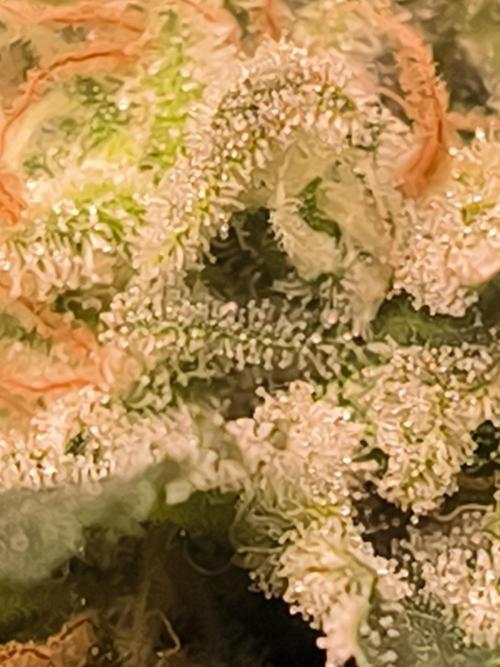 Brokolice eternity. Week 16