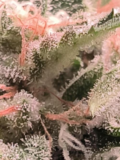 Brokolice eternity. Week 16