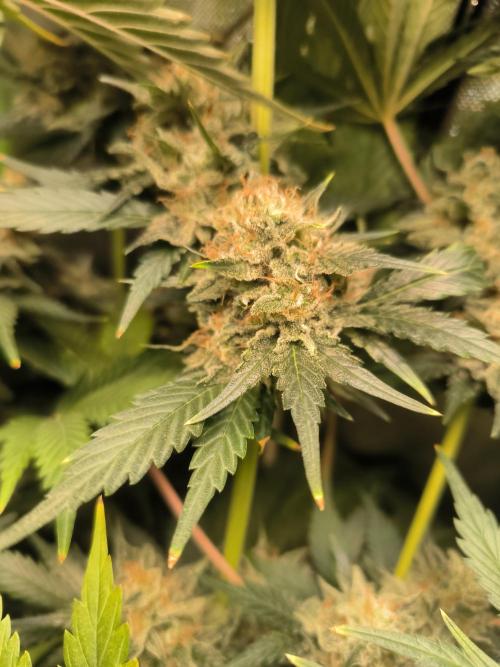 Brokolice eternity. Week 16