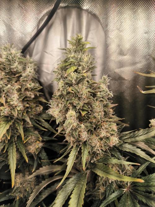 Brokolice eternity. Week 16