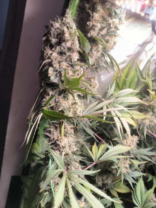 Brokolice eternity. Week 16