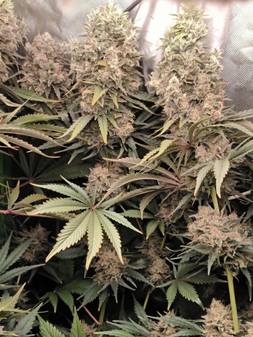 Brokolice eternity. Week 16