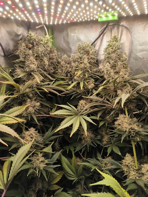 Brokolice eternity. Week 16