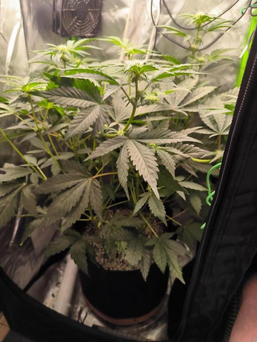 Jelly Cake. Week 11