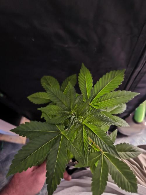 Burger. Week 3