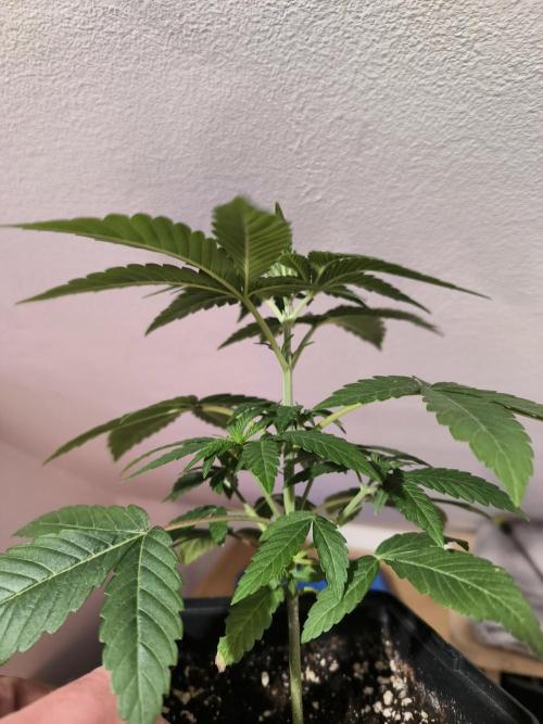 Burger. Week 3