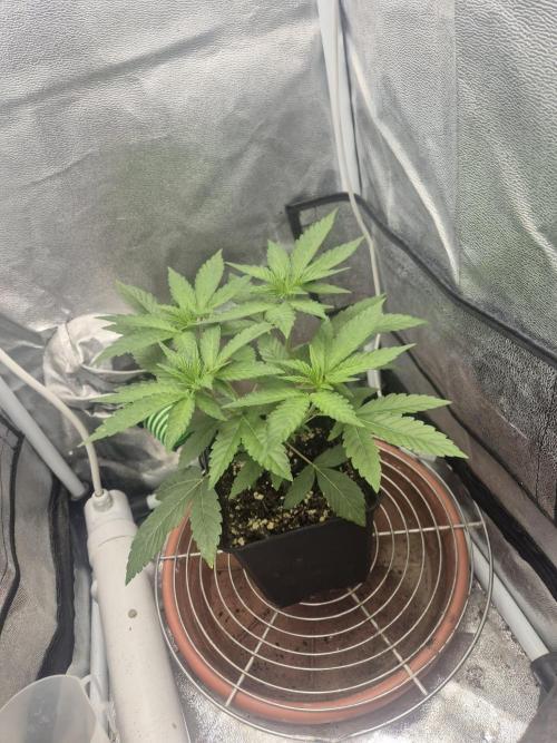 Burger. Week 4