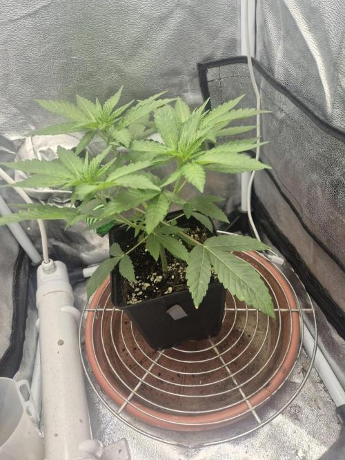 Burger. Week 4