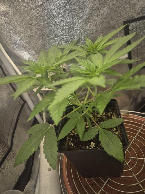 Burger. Week 4