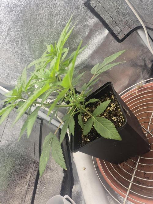 Burger. Week 4