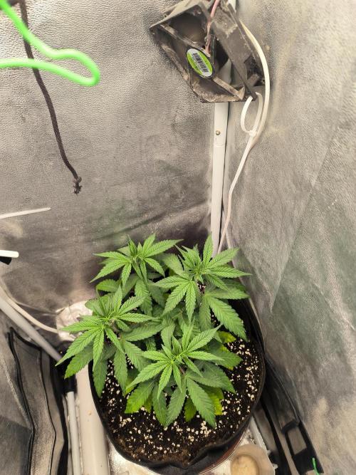 Burger. Week 5