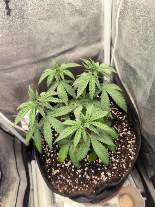 Bay Burger. Week 5