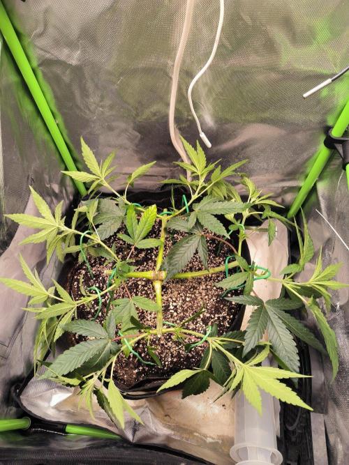 Bay Burger. Week 7