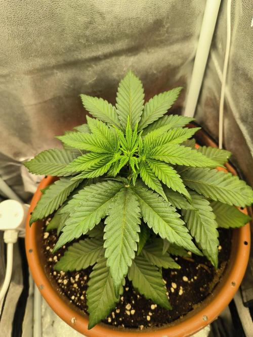 Cherry Poppers. Week 4
