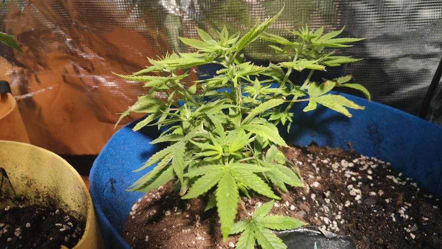 Winxalot's First Grow Tent. Week 4