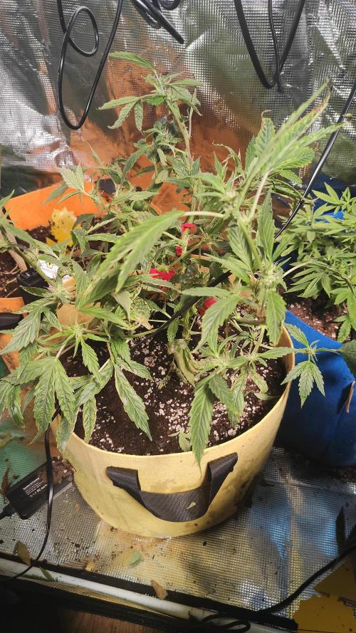 Winxalot's First Grow Tent. Week 4