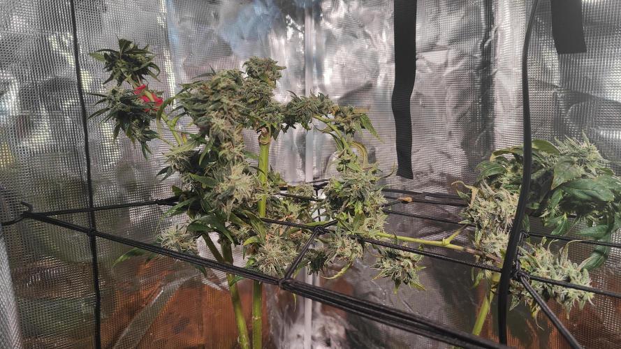 Winxalot's First Grow Tent. Week 4