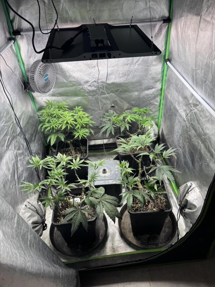 Terpenes Master Seeds. Week 6