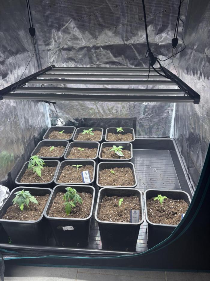 Session One Bud. Week 1