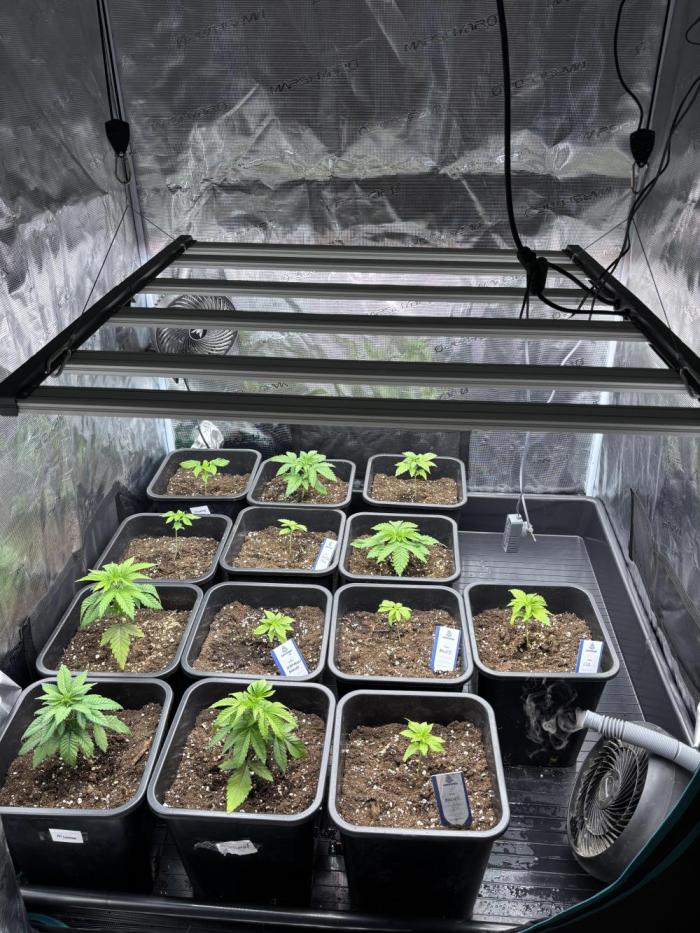 Session One Bud. Week 2