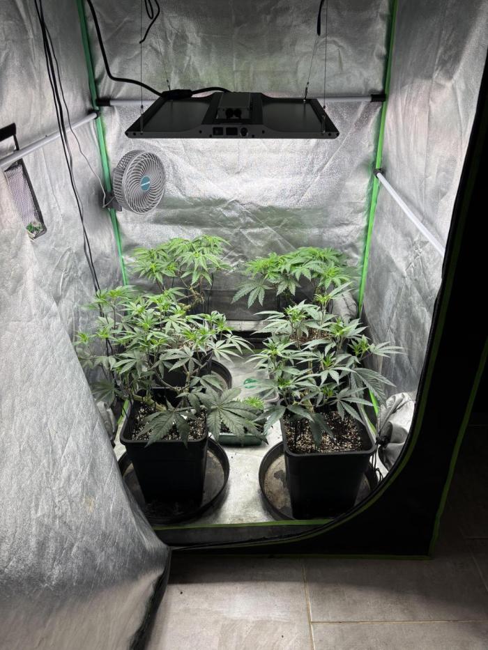 Terpenes Master Seeds. Week 7