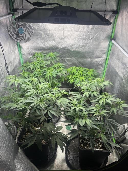 Terpenes Master Seeds. Week 8