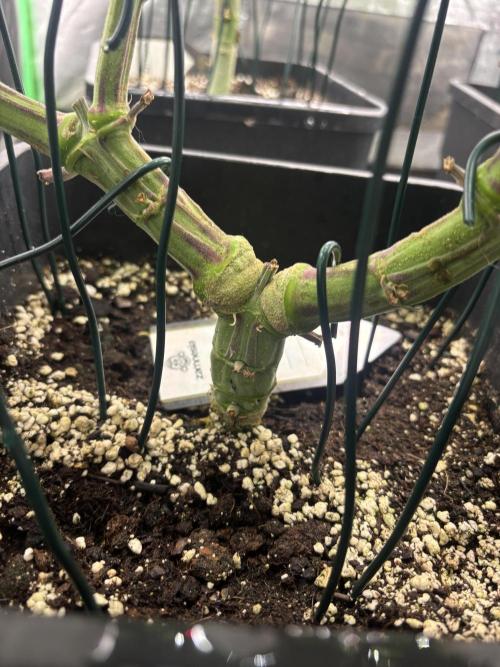 Terpenes Master Seeds. Week 8