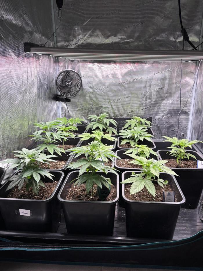 Session One Bud. Week 3