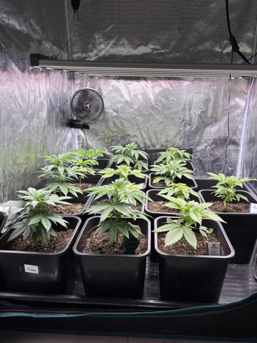 Session One Bud. Week 3