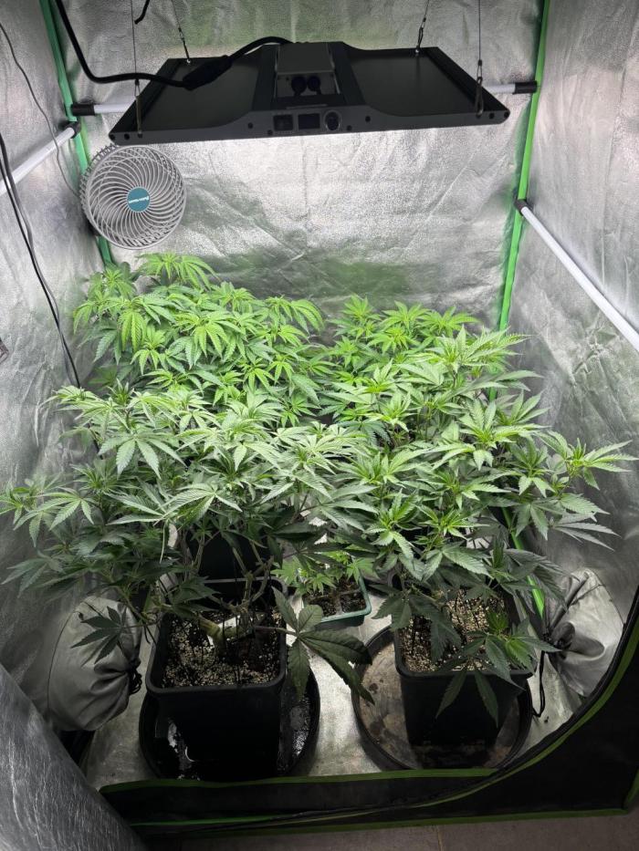 Terpenes Master Seeds. Week 9