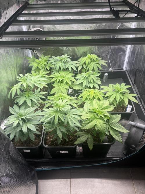 Session One Bud. Week 3