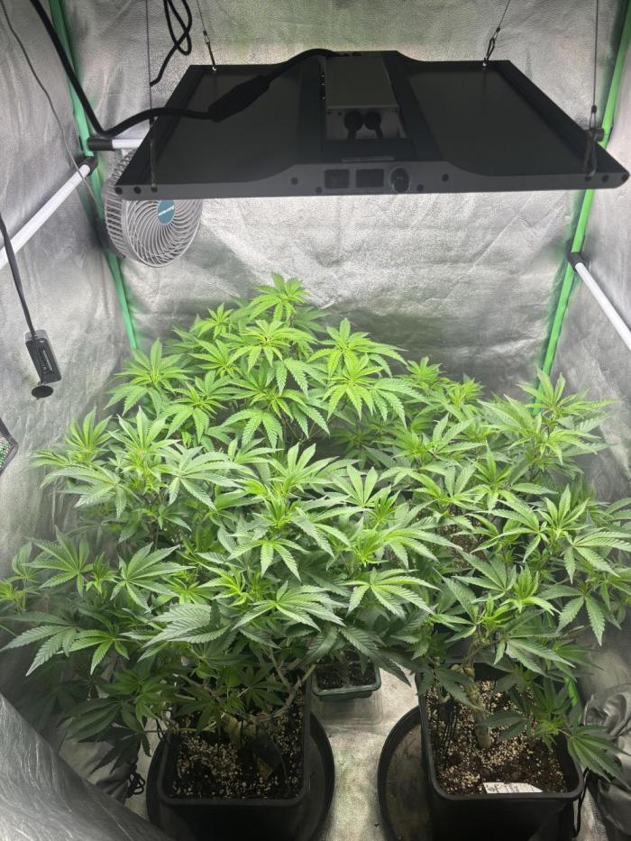 Terpenes Master Seeds. Week 10