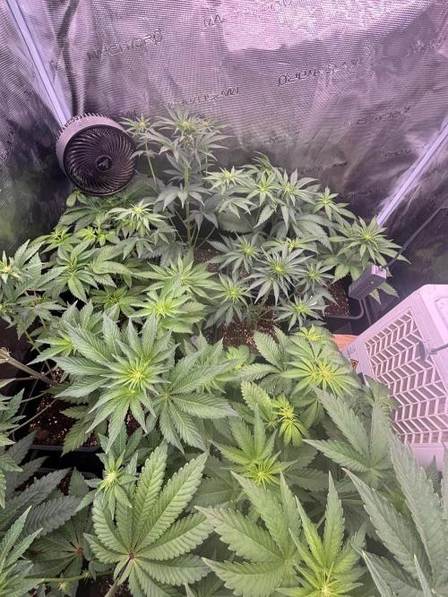 Session One Bud. Week 4