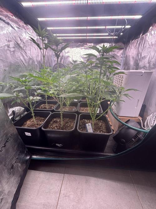 Session One Bud. Week 4