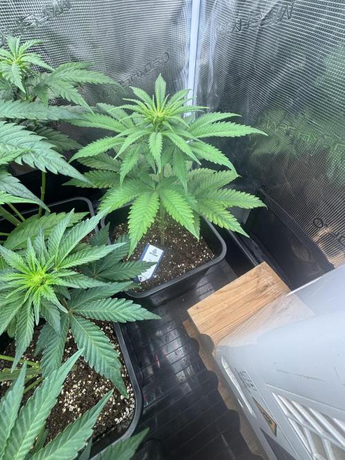 Session One Bud. Week 4