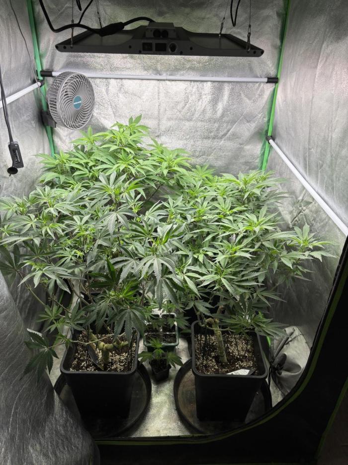 Terpenes Master Seeds. Week 11