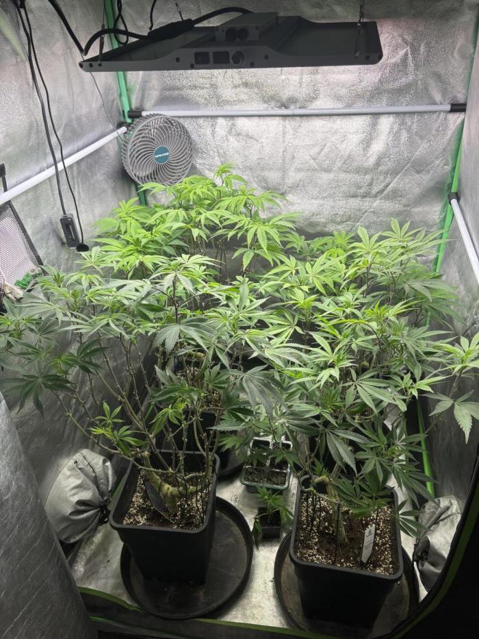 Terpenes Master Seeds. Week 12