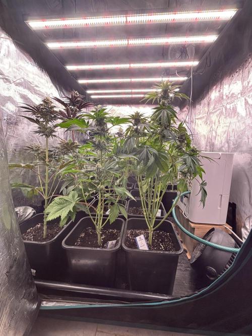 Session One Bud. Week 7