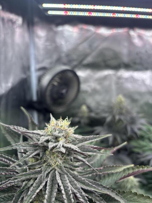 Session One Bud. Week 7