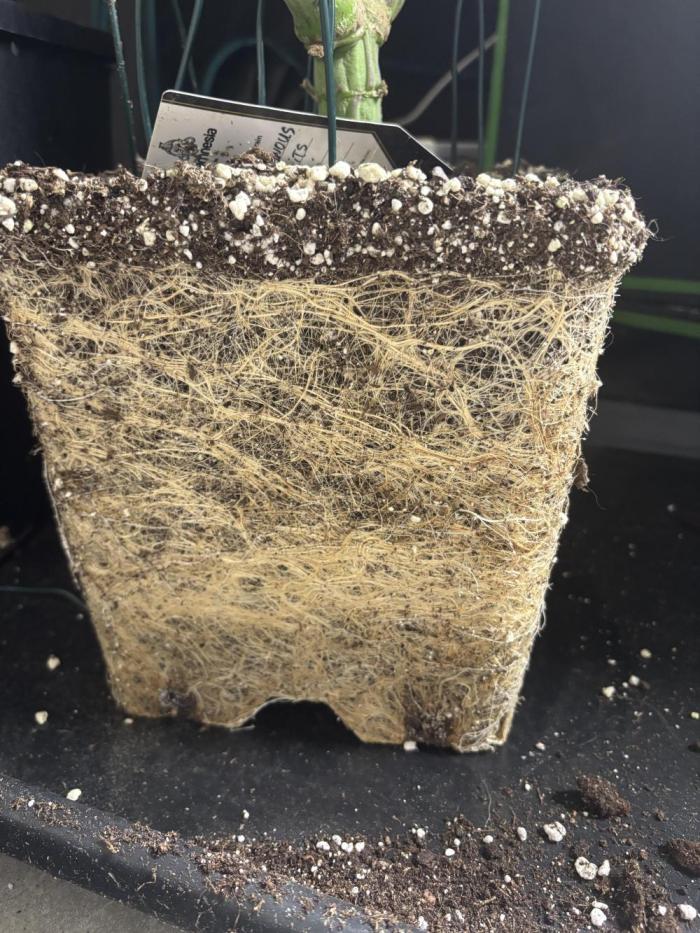 Terpenes Master Seeds. Week 14