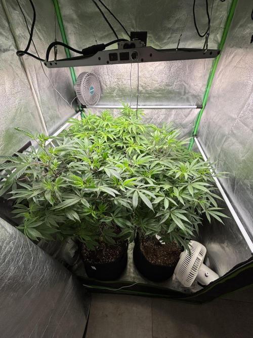 Terpenes Master Seeds. Week 15