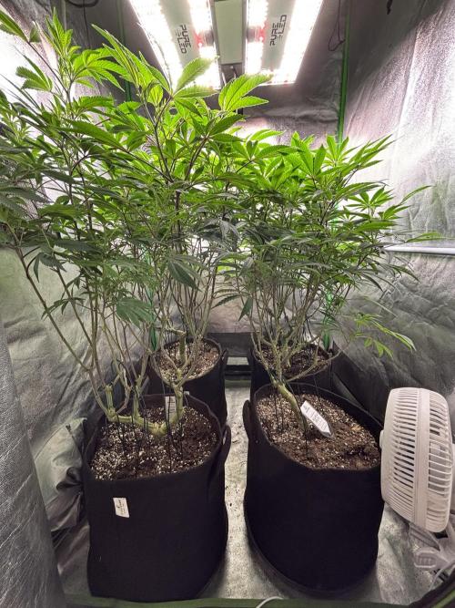 Terpenes Master Seeds. Week 15