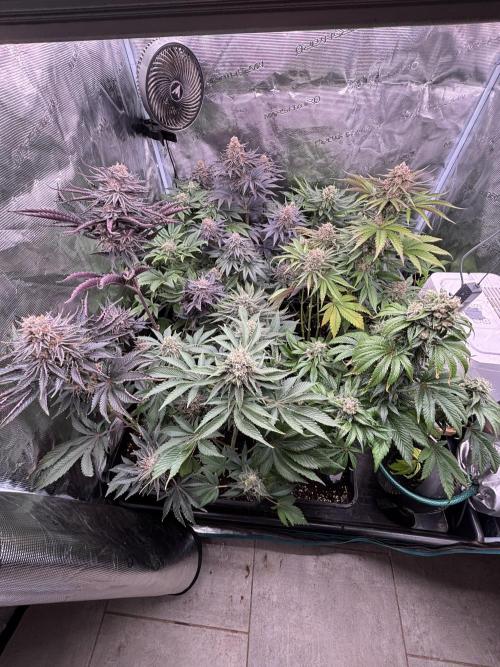 Session One Bud. Week 8