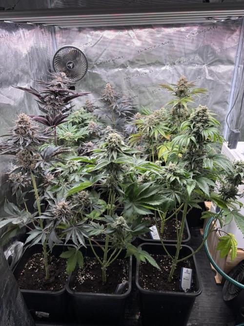 Session One Bud. Week 8