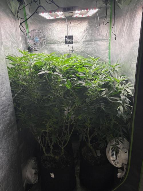 Terpenes Master Seeds. Week 16