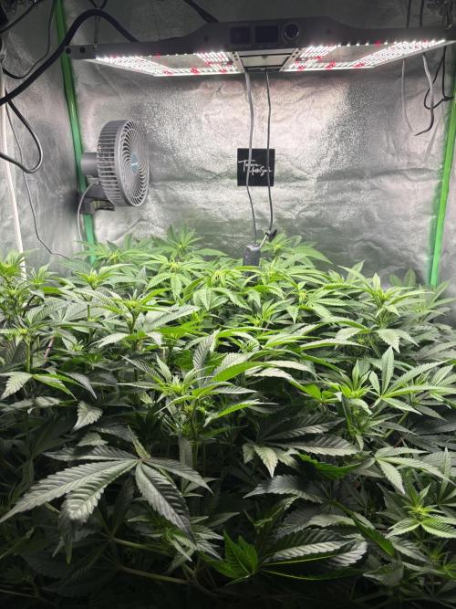 Terpenes Master Seeds. Week 16