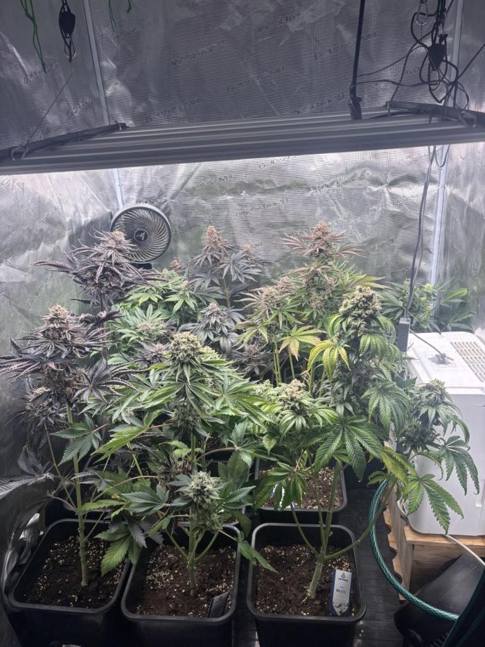 Session One Bud. Week 9