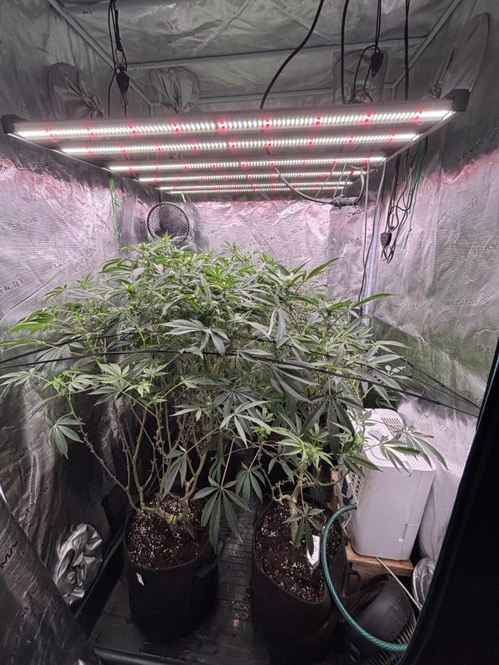 Terpenes Master Seeds. Week 17