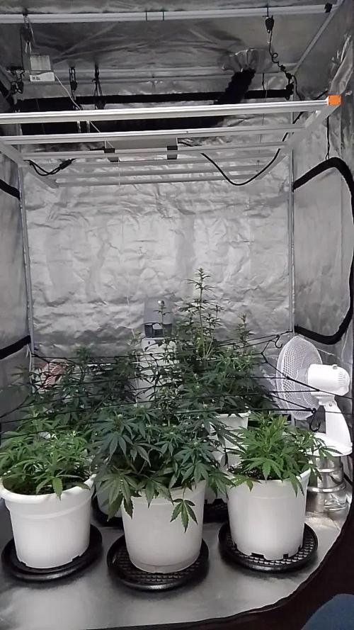 mix autos primer cultivo